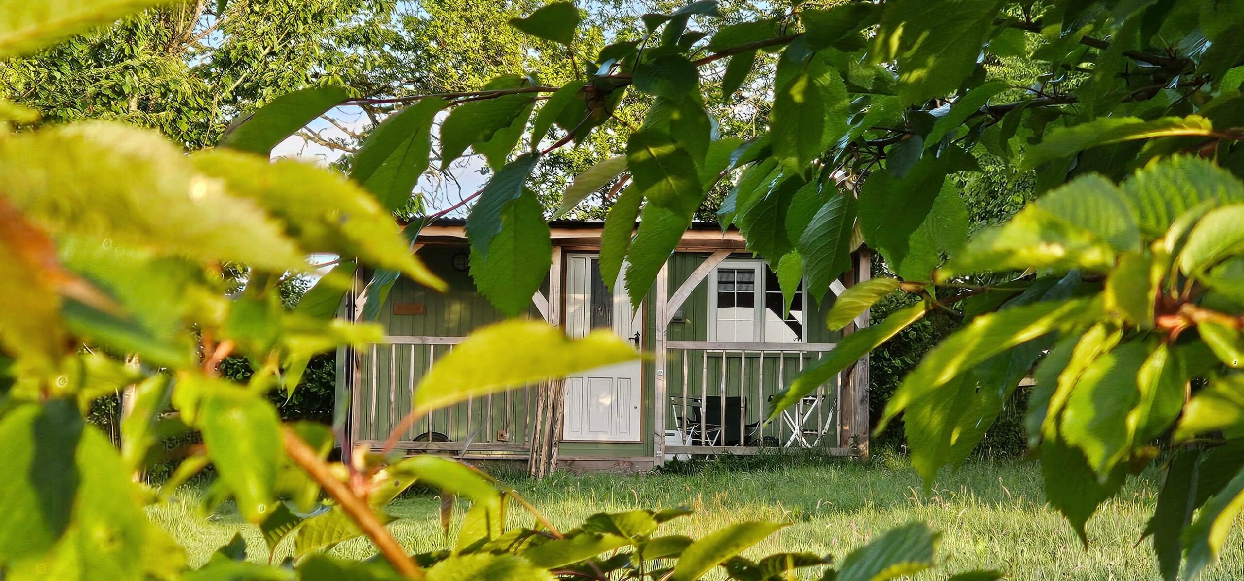 looking through the lush, green leaves towards a shepherd's hut