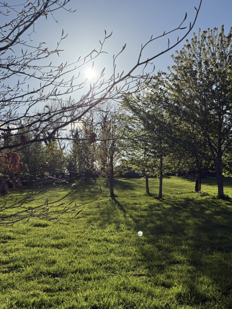 sun shining through the trees